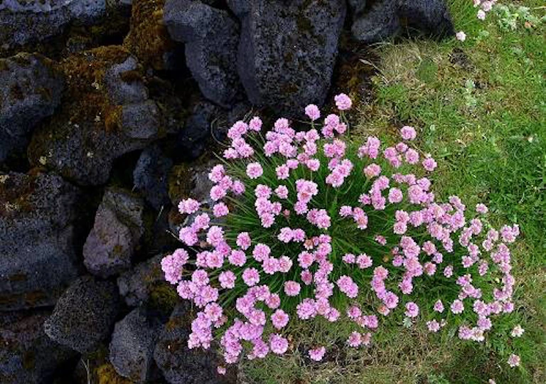 What is biological diversity?