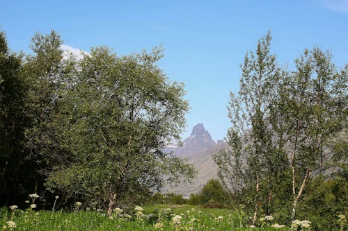 Bæjarstaðaskógur