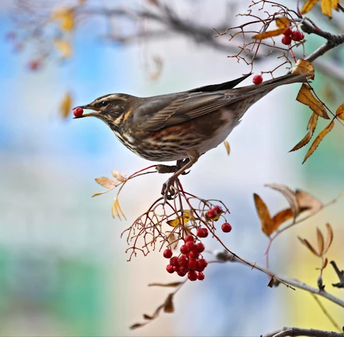 A bird in a tree, with a red berry
