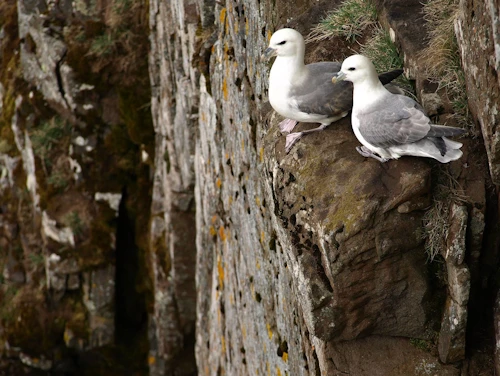 Fulmars
