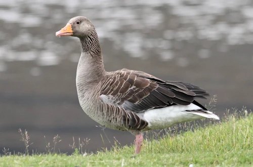 Grágæs.