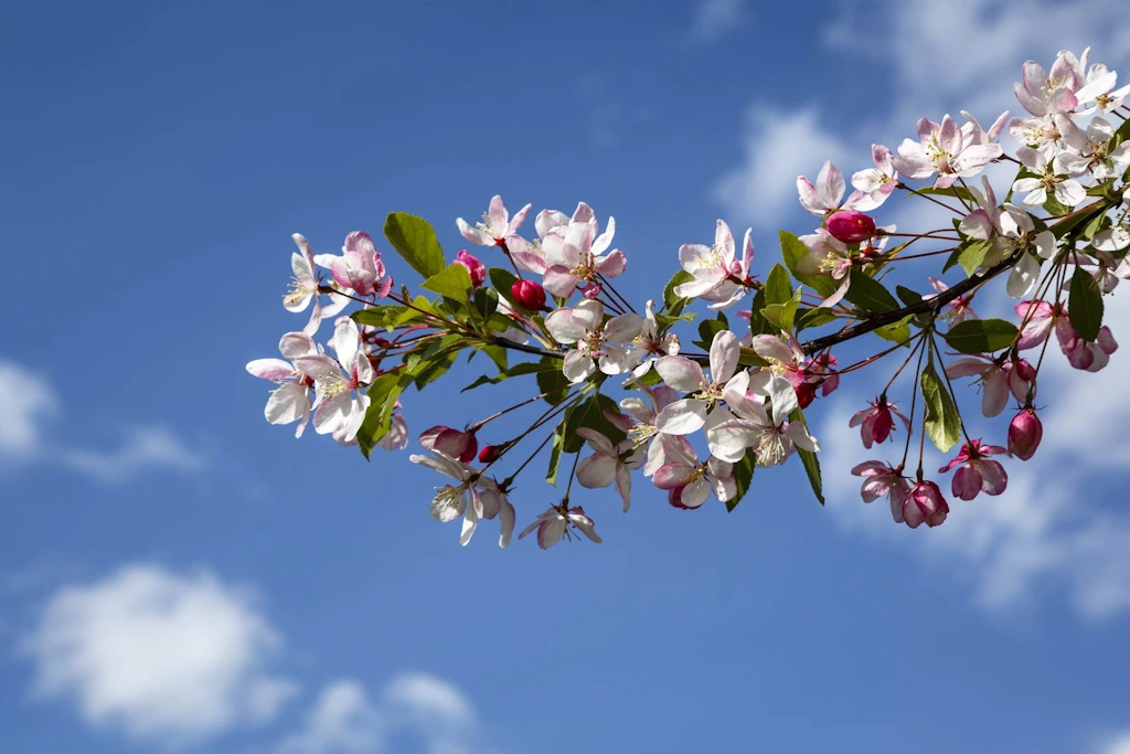 {image.Description}