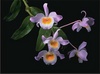 dendrobium_findlayanum Scientific name: Dendrobium findlayanum